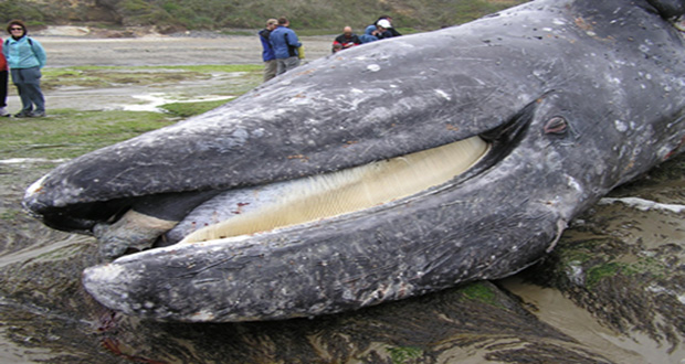 This grey whale died after eating nearly 17 kilos of plastic